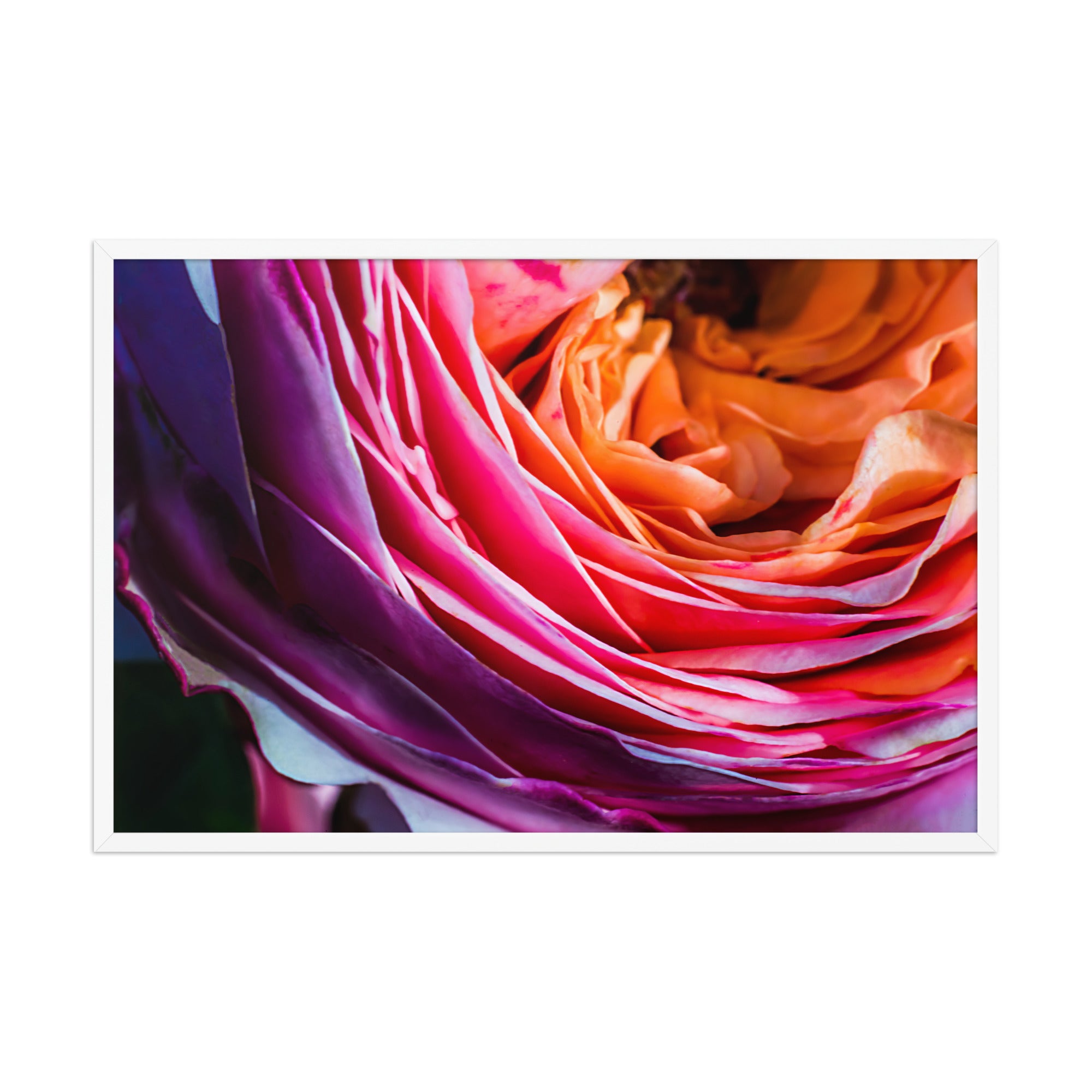 Framed photo poster of Floral Focus photography by Bardia Azizi
